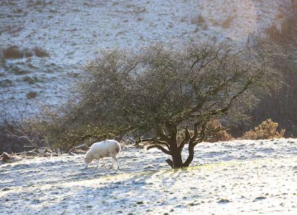 A picture of a snowy field in Ireland, mountains in the background, a lone sheep beside a lone tree in the middle